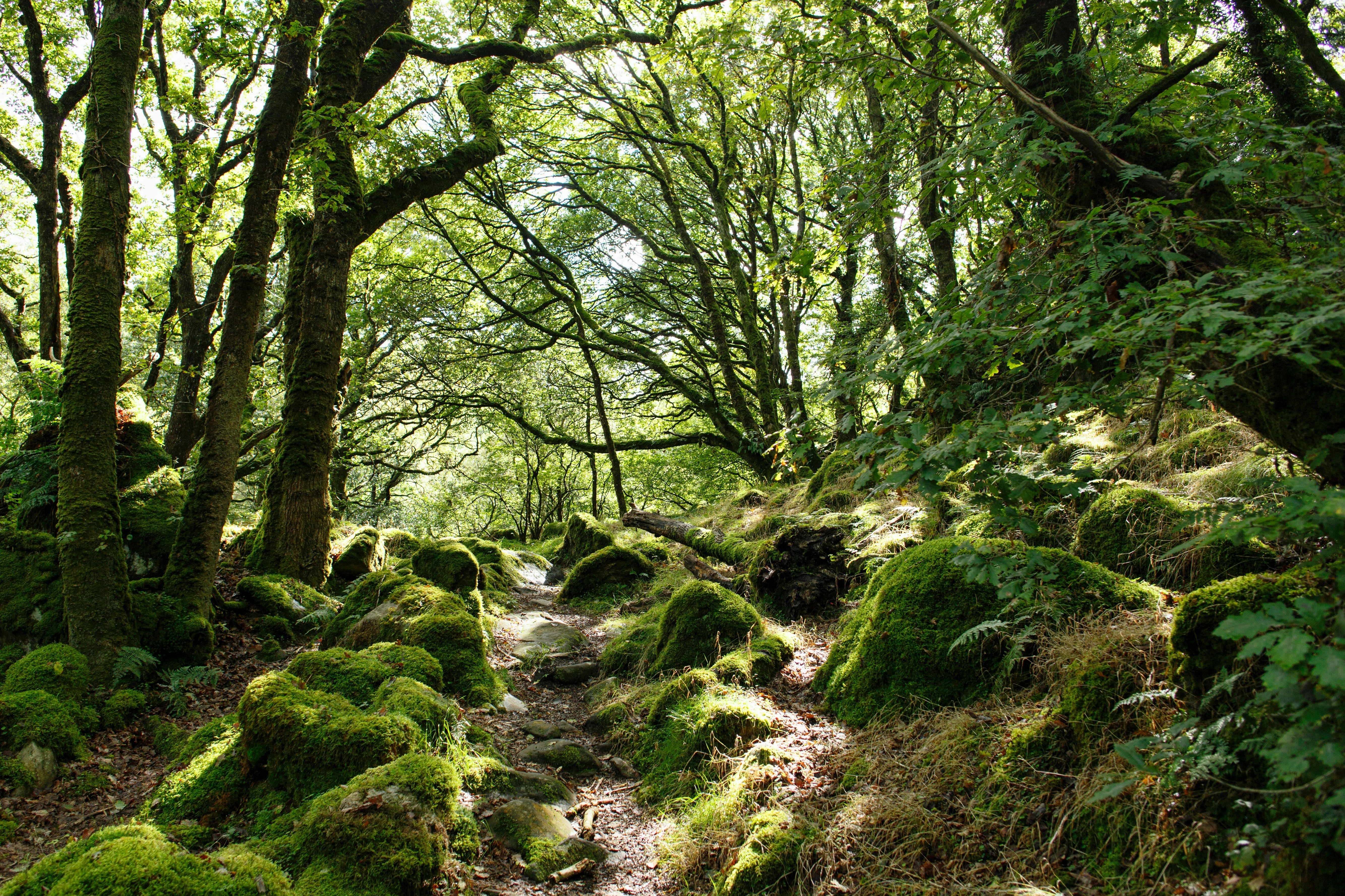 Woodland 1
